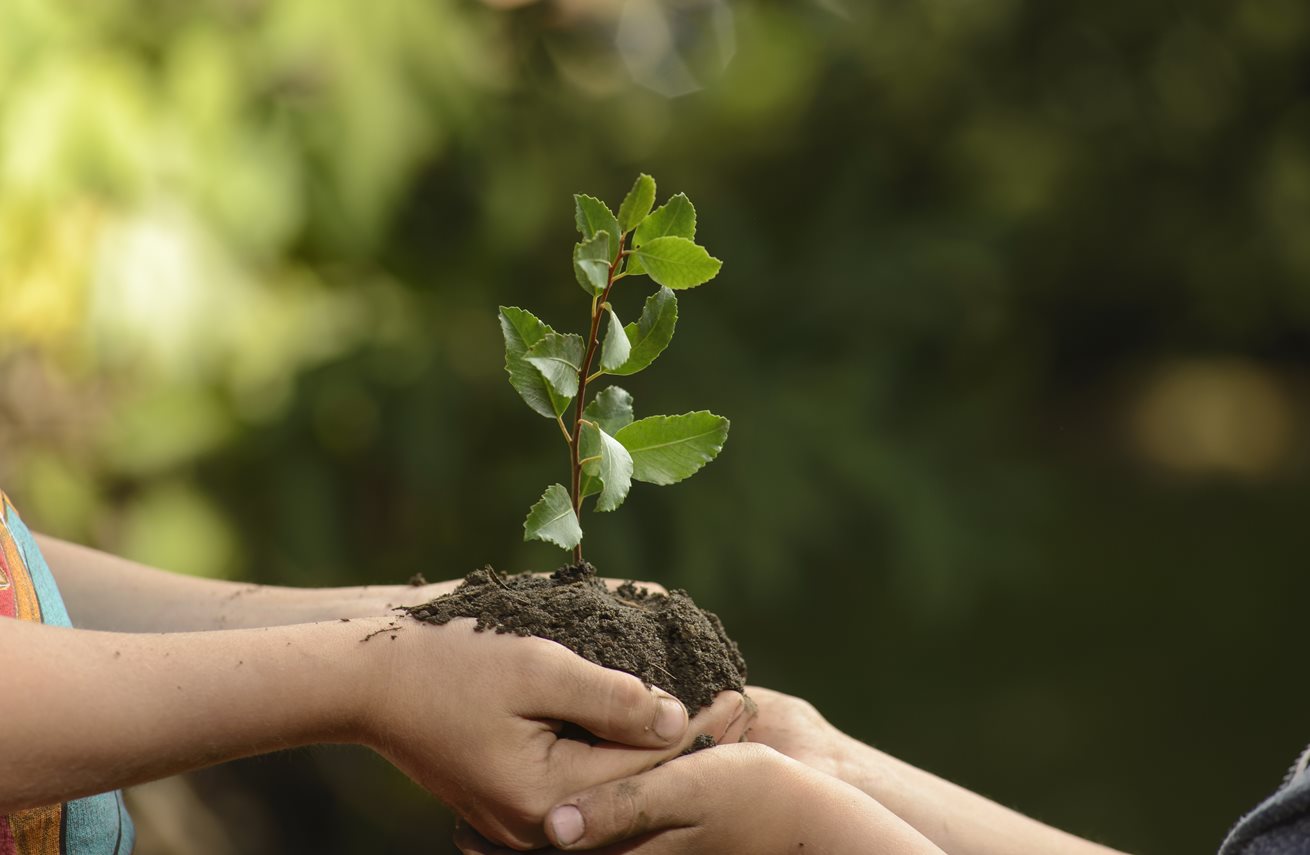 National Plant A Tree Day 2024 Fran Charmaine