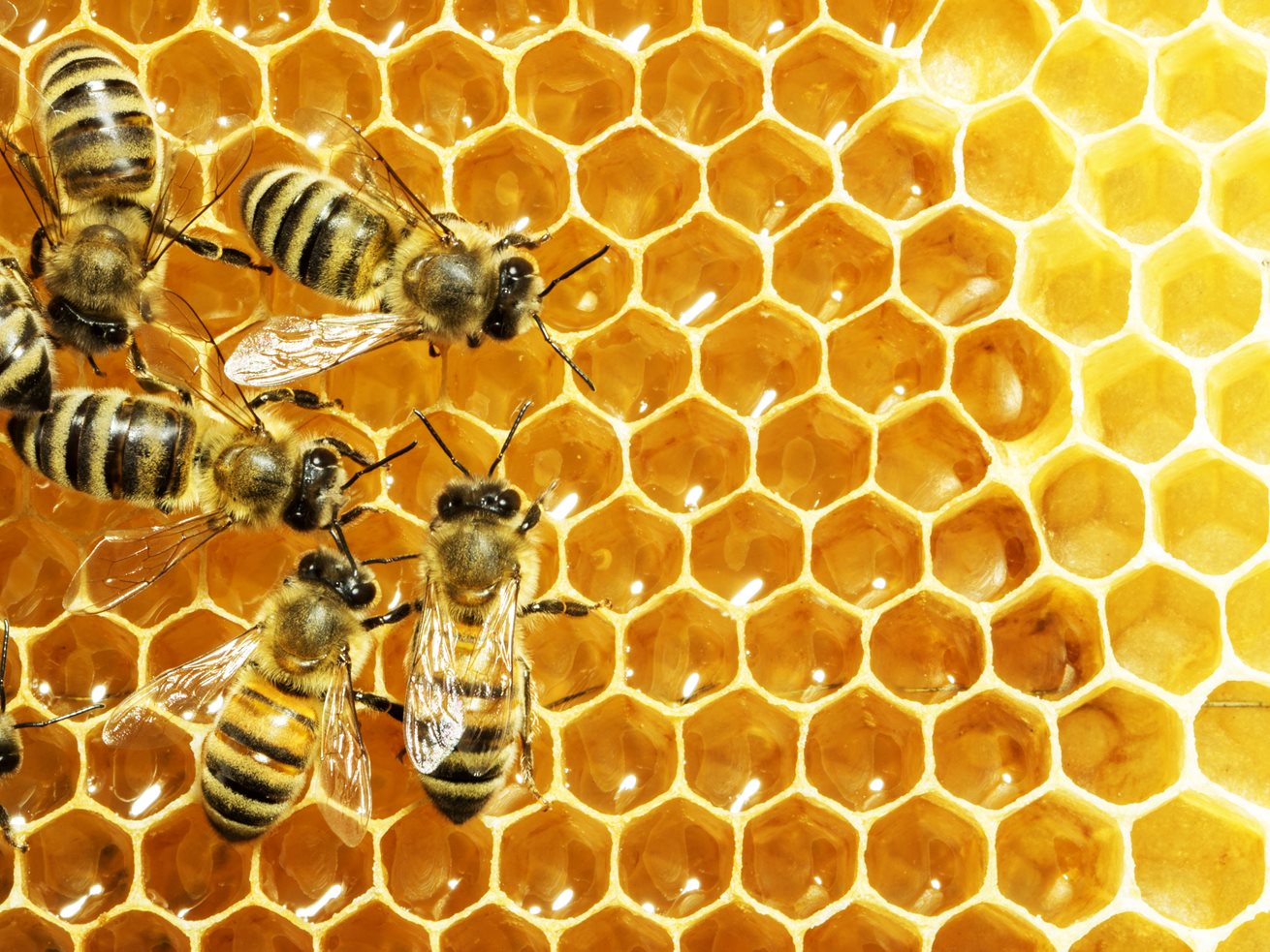 Bees the focus at Goodstart Preston | Goodstart