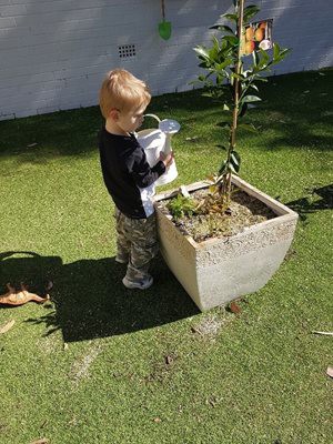 Cromer-tree-(1).jpg Cromer-tree-(1).jpg